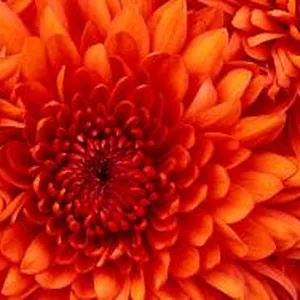 Eva Ortmann's profile photo