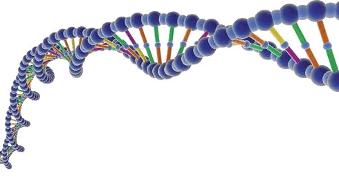 {'en': 'Does the "clock gene" influence the incidence of diabetes?', 'es': '¿Influye el "gen reloj" en la incidencia de la diabetes?'} Image