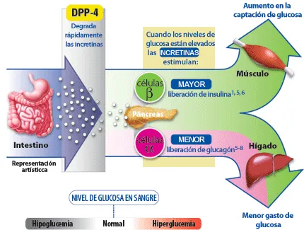 {'en': 'Study reveals how the exercise protects the pancreas from diabetics', 'es': 'Estudio revela de qué modo el ejercicio protege el páncreas de los diabéticos'} Image