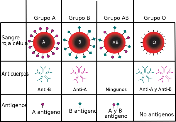 {'en': 'The blood group, a risk factor for type 2 diabetes', 'es': 'El grupo sanguíneo, un factor de riesgo para la diabetes tipo 2'} Image