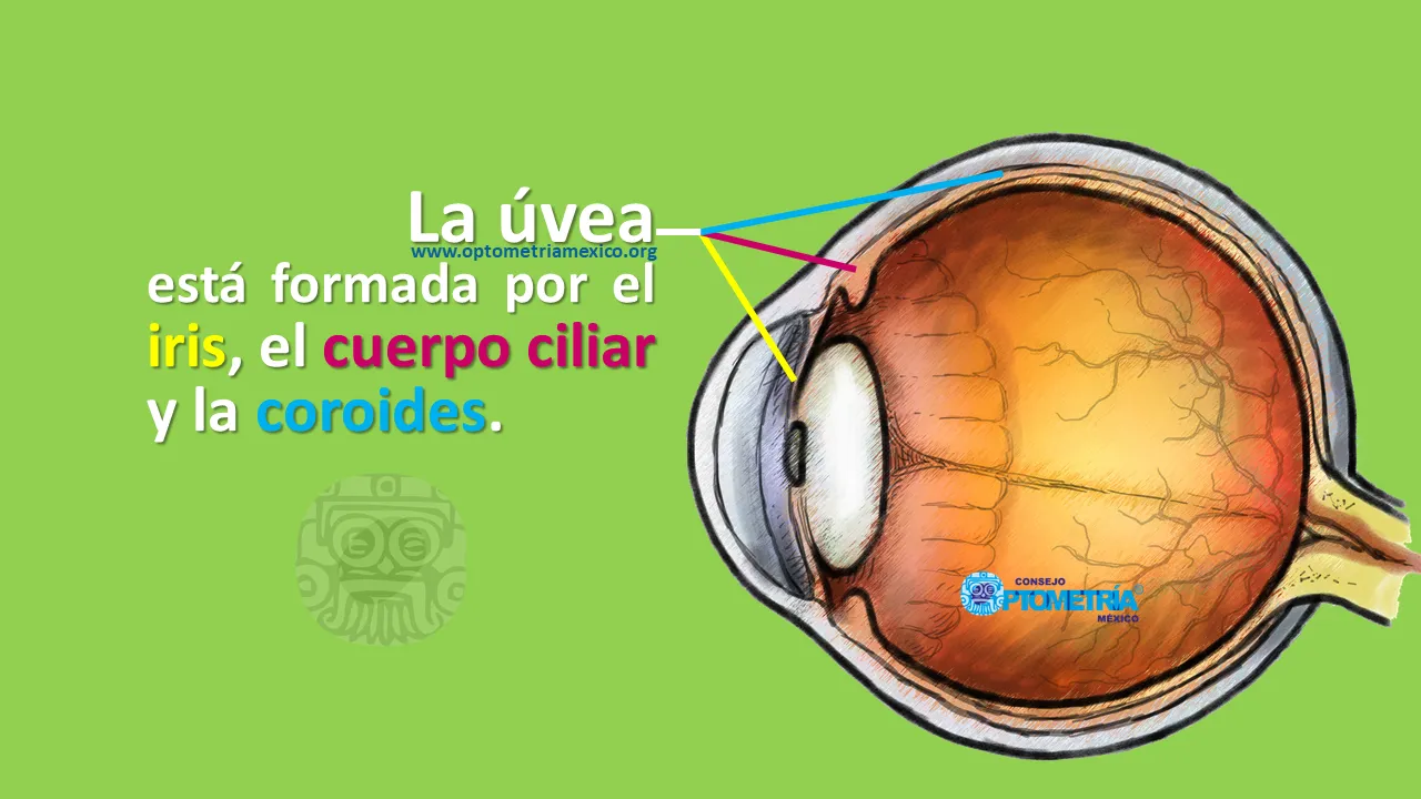 {'en': 'Retinal/choroid neovascularization', 'es': 'Neovascularización retiniana/coroidea'} Image