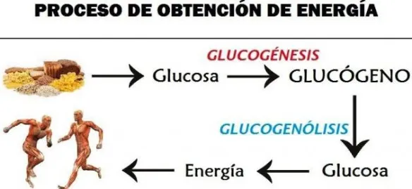 {'en': 'Glucogen', 'es': 'Glucogeno'} Image