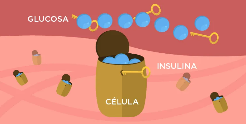 {'en': 'Insulin resistance', 'es': 'Resistencia a la insulina'} Image