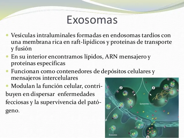 {'en': 'Exosomes: The key to cure diabetes?', 'es': 'Exosomas: ¿La clave para curar la diabetes?'} Image