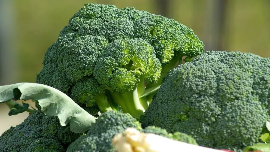 {'en': 'The broccoli, possible secret weapon against type 2 diabetes', 'es': 'El brócoli, posible arma secreta contra la diabetes tipo 2'} Image