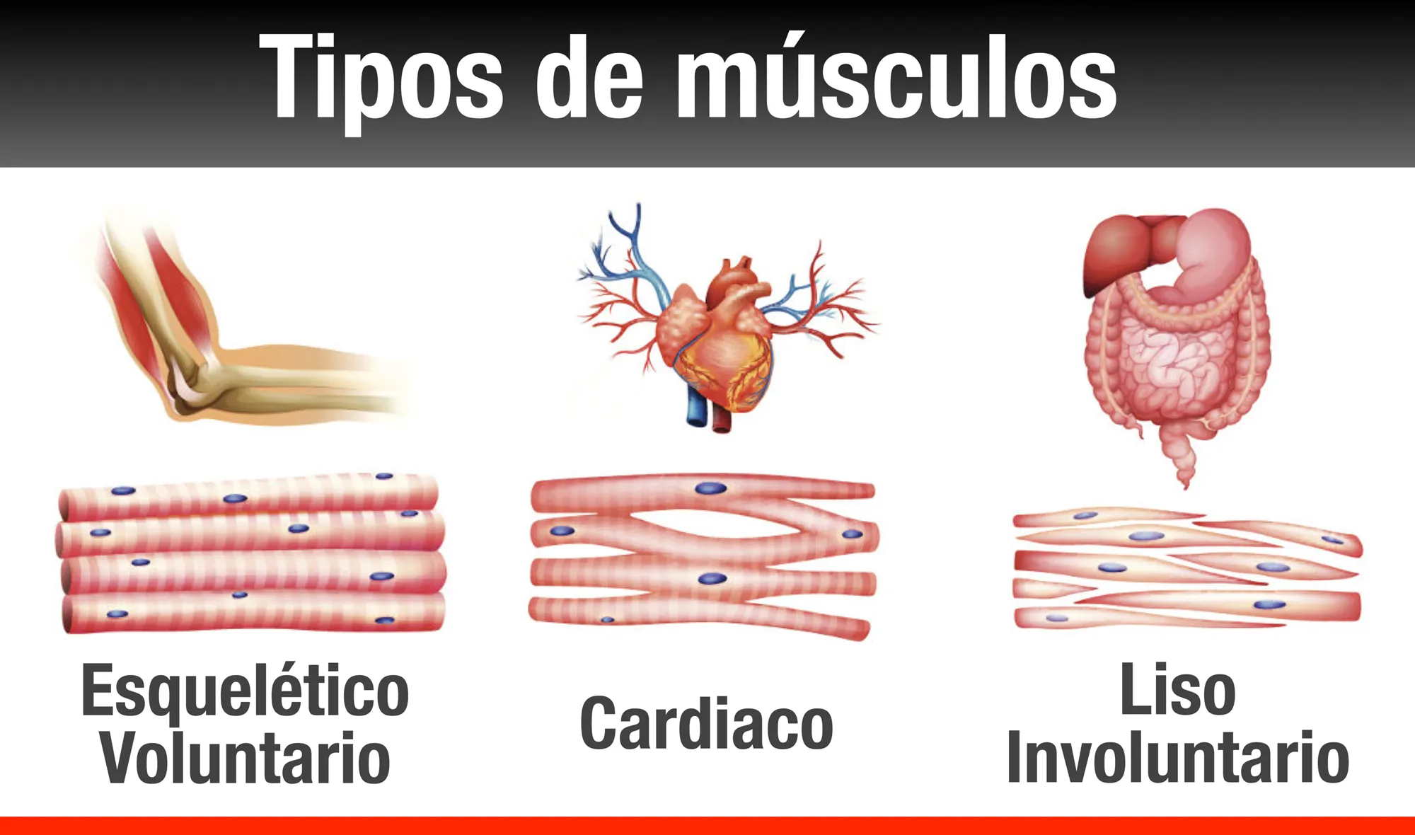 {'en': 'Type 1 diabetes is also associated with muscle degeneration (study)', 'es': 'La diabetes tipo 1 también se asocia a una degeneración muscular (Estudio)'} Image