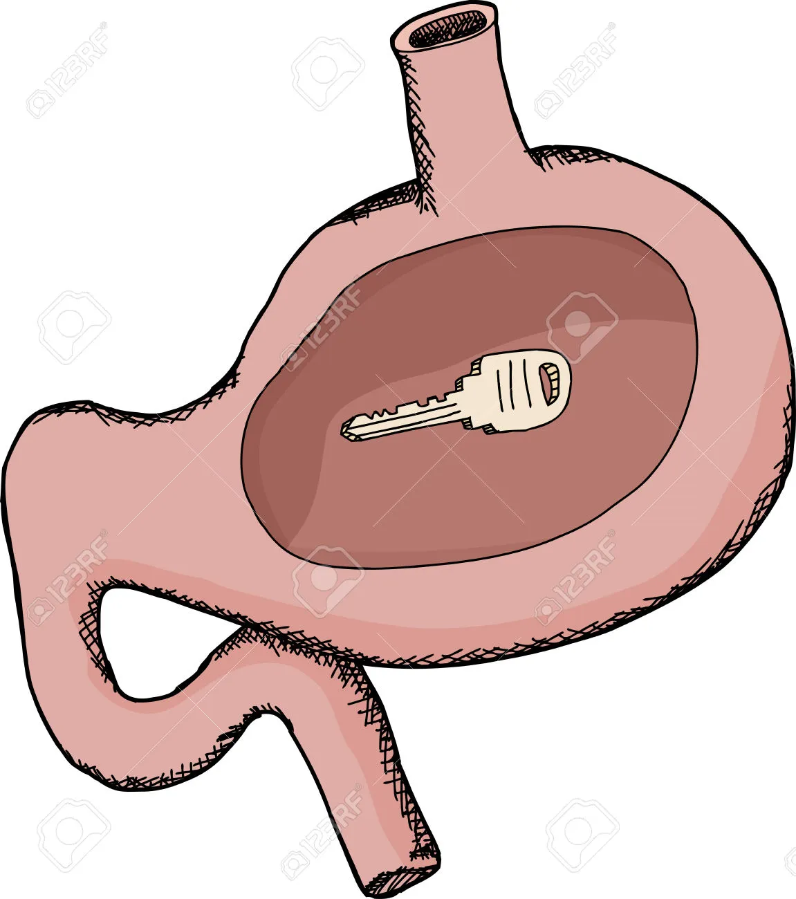 {'en': 'The key to keeping type 2 diabetes at bay is in stomach bacteria', 'es': 'La clave para mantener a raya a la diabetes tipo 2 está en las bacterias del estómago'} Image