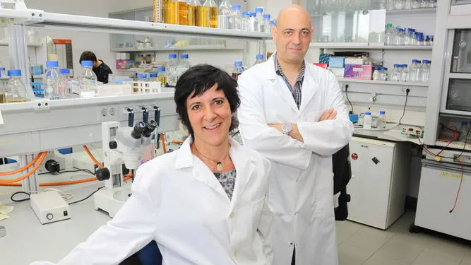 {'en': 'UPO researchers fight the sterility associated with diabetes', 'es': 'Investigadores de la UPO combaten la esterilidad asociada a la diabetes'} Image