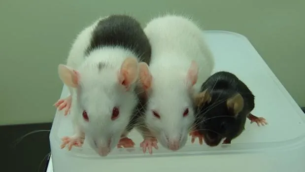 {'en': 'New experiment that heals diabetes in mice', 'es': 'Nuevo experimento que cura la diabetes en ratones'} Image