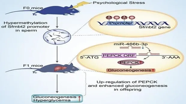 {'en': 'The greater the stress of the father, the greater the risk of diabetes of his future children', 'es': 'A mayor estrés del padre, mayor riesgo de diabetes de sus futuros hijos'} Image