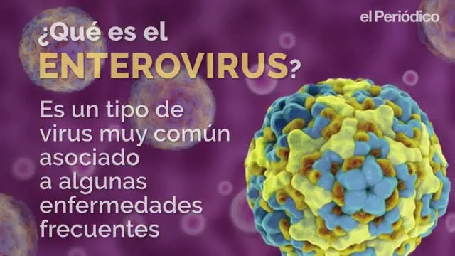 {'en': 'New evidence of the link between enterovirus and type 1 diabetes', 'es': 'Nuevas evidencias del vínculo entre enterovirus y diabetes tipo 1'} Image