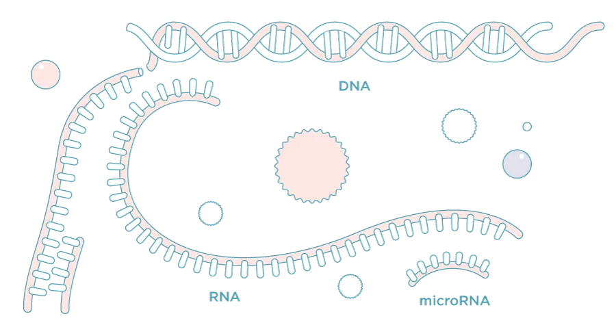 {'en': 'The microarn can play an important role in regulating blood sugar in diabetes', 'es': 'El microARN puede jugar un papel importante en la regulación del azúcar en la sangre en la diabetes'} Image