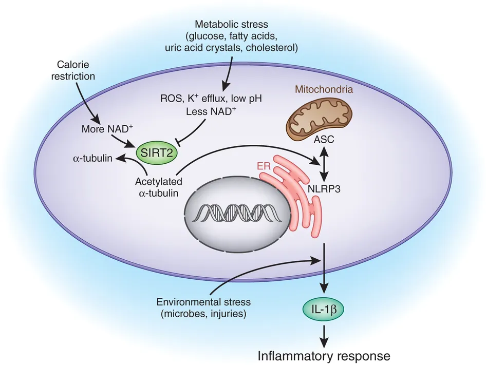 {'en': 'Tips to avoid cell inflammation', 'es': 'Consejos para evitar la inflamación celular'} Image